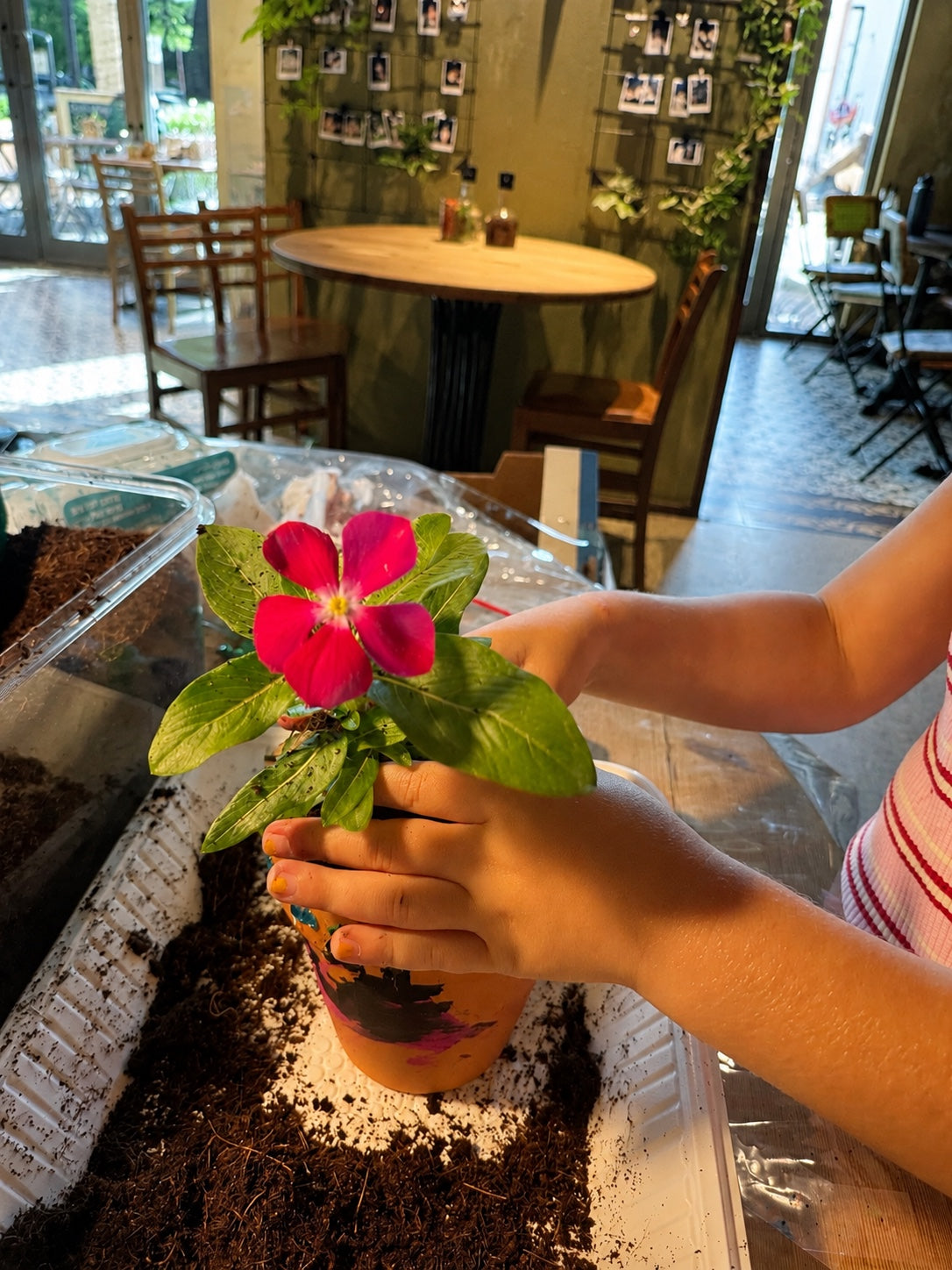 Pot Decoration & Planting