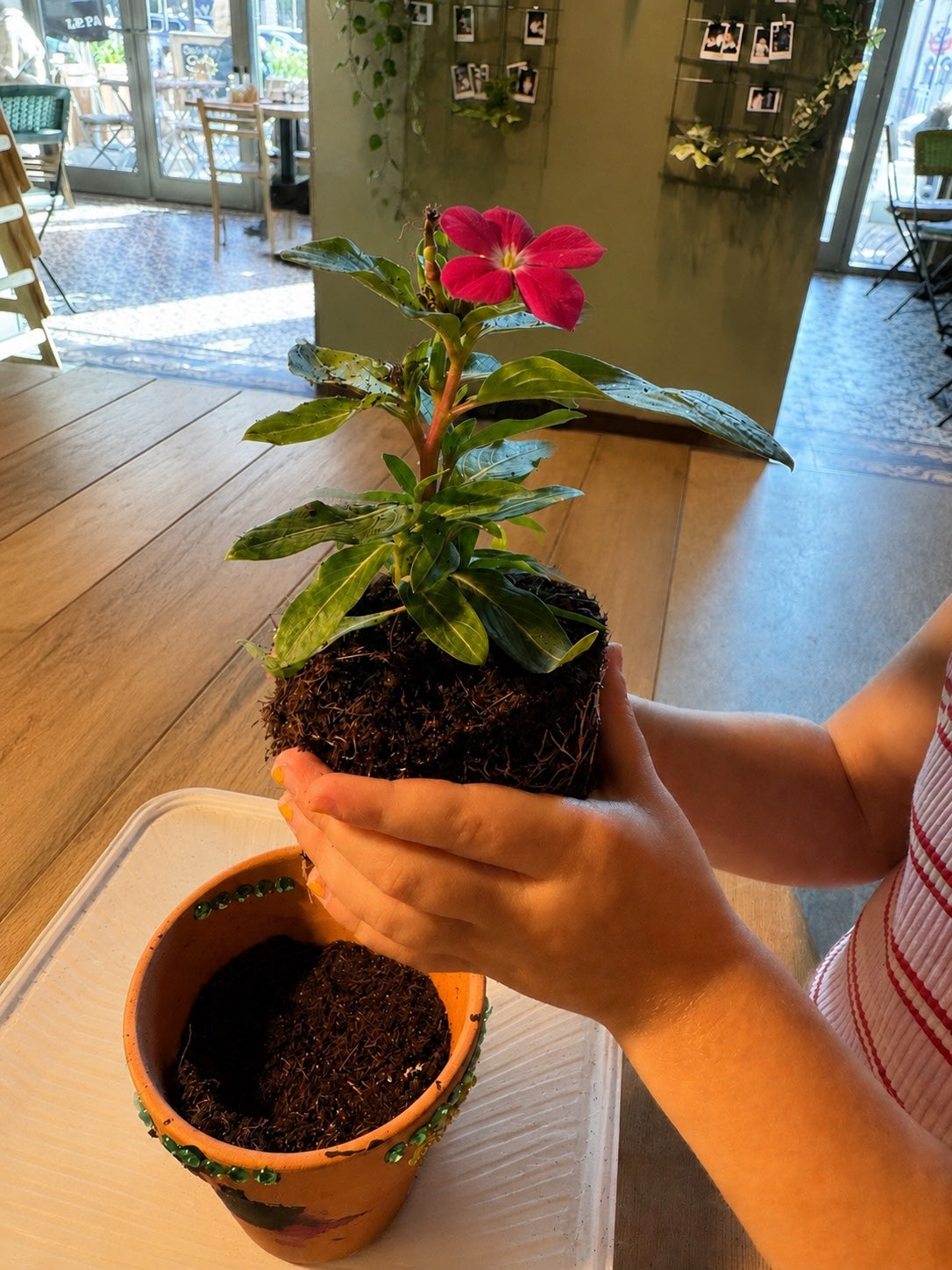 Pot Decoration & Planting
